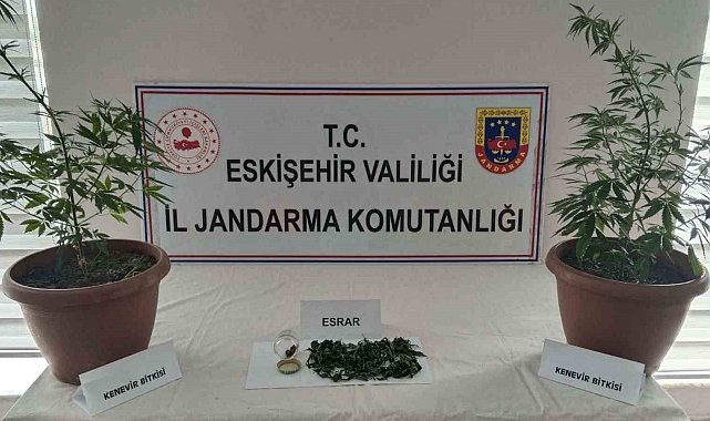 Balkondaki saksıların içinde 2 kök kenevir ve 47 gram esrar maddesi ele geçirildi