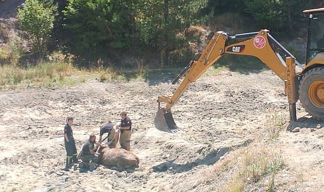 Bataklığa saplanan ineği itfaiye ekipleri kurtardı