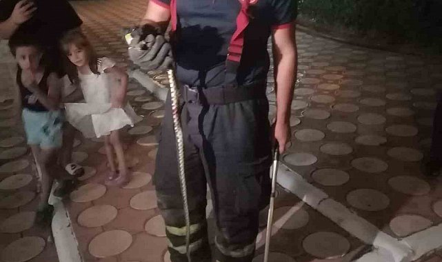 Batman'da site bahçesinde yılan paniği