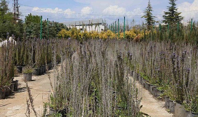 Battalgazi'de 210 bin fidan toprakla buluştu