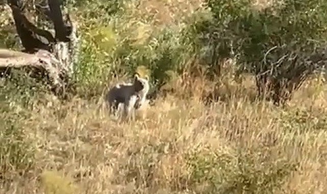 Bayburt'ta ağaçlık alanda karşılaşılan bozayı baba ve kızı heyecanlandırdı