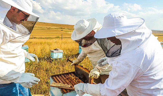 Bayburt'ta bal hasadı sezonu başladı