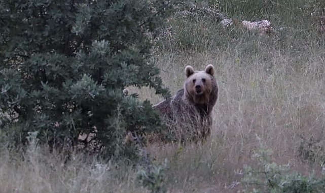 Bayburt'ta iki farklı yaylada ayılar görüldü