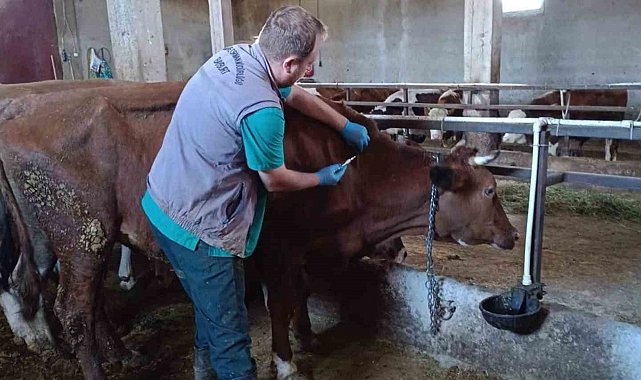 Bayburt'ta şap aşılama çalışmaları merkez ve ilçelerde devam ediyor