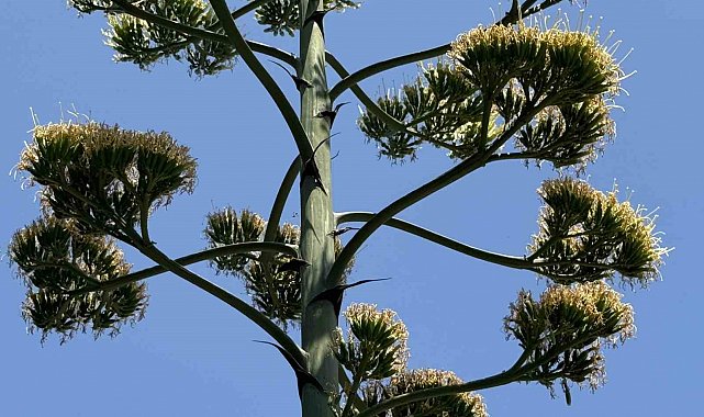 Beylikdüzü'nde şaşırtan UNESCO listesindeki endemik sabır çiçeği