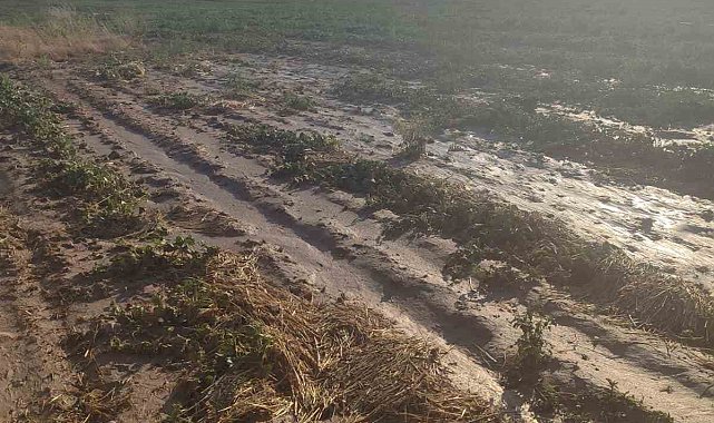Beypazarı'nda sağanak yağış tarlalara zarar verdi