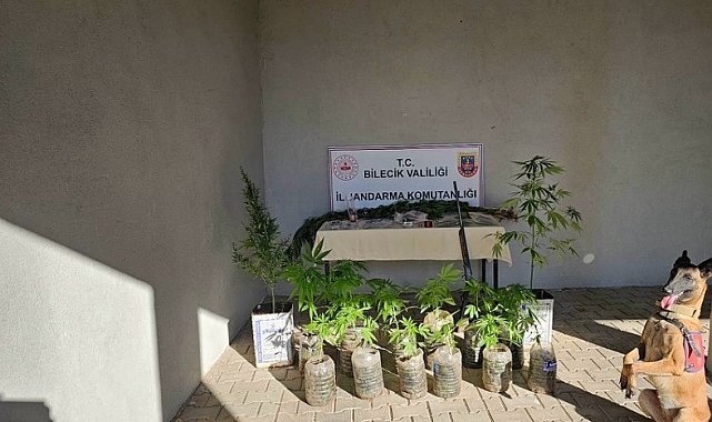 Bilecik'te yasadışı kenevir ve uyuşturucu operasyonu 1 gözaltı