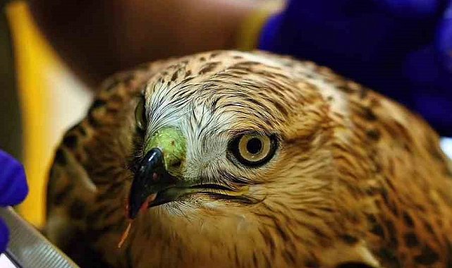 Bitkin halde bulunan şahin tedavi ediliyor