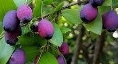 Bitkisel Ekstrakt Nedir ve Neden Kritik Öneme Sahiptir?