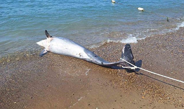 Bodrum'da ölü yunus sahile vurdu turistler şok oldu