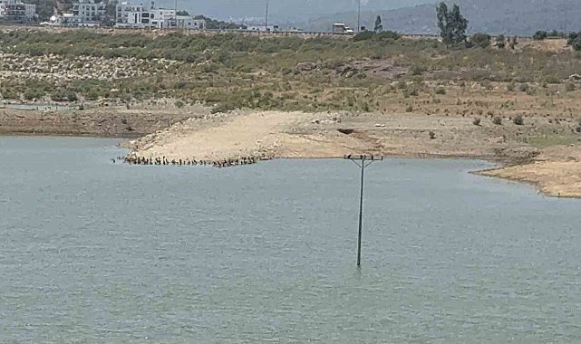 Bodrum'da su alarmı: "Barajlar kritik seviyeye geriledi"
