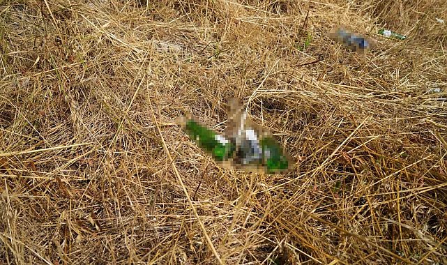 Bolu'da anız yakana cezalar arttı: "Yanan alanlar parayla ölçülmez"