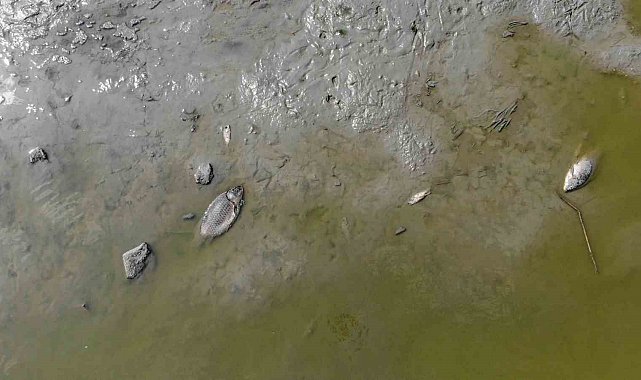 Bolu'da gölet kurudu: Yüzlerce telef olan balık havadan görüntülendi