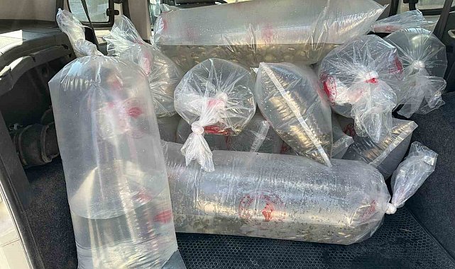 Bolu'da üretilen yavru sazanlar Türkiye'nin dört bir yanına gönderildi