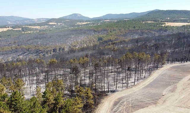 Bolu'daki orman yangınıyla ilgili 1 kişi tutuklandı
