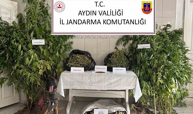 Bozdoğan'da uyuşturucu operasyonu: "Ormanlık alanda kenevir yetiştirmiş"