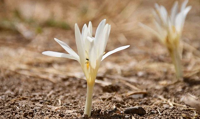 Bu çiçekler açınca yaylayı terk ediyorlar