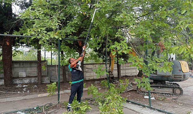 Budanan ağaçlar dar gelirli ailelere yakacak oluyor