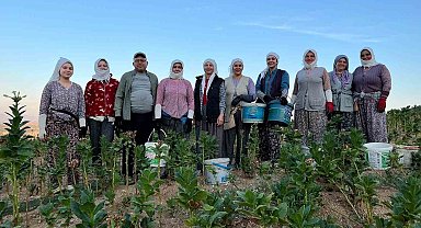 Buldan'da kekik ve tütün üreticilerinin yüzü gülüyor