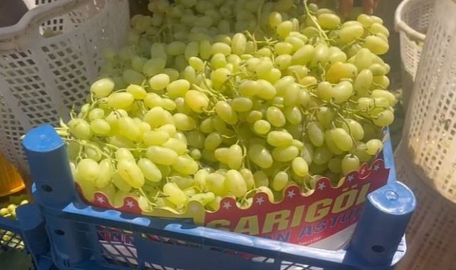 Buldan'da üzüm bağlarında hasat başladı