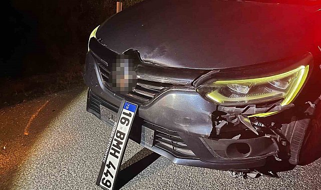 Bursa'da ayı ile çarpışan araç pert oldu, ayı telef oldu