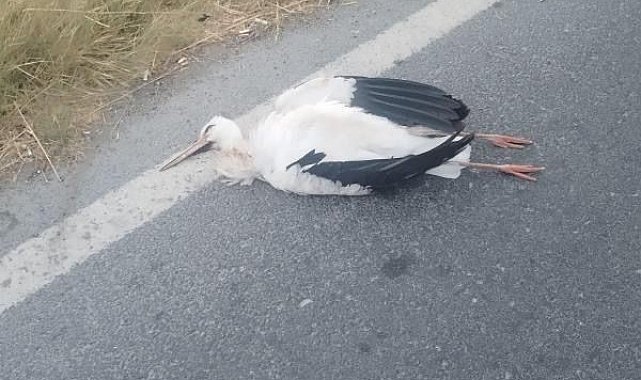 Büyükçekmece'de leyleklerin çarptığı trafoda yangın