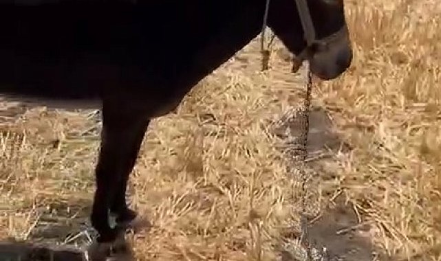 Çanakkale'de tarım arazisindeki yangında ağaca bağlı eşeği vatandaş kurtardı