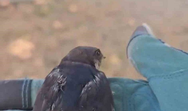 Çanakkale'de tedavisi tamamlanan yavru kırlangıçlar doğaya salındı