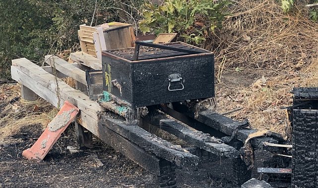 Çanakkale'deki orman yangınında arı kovanları alevlere teslim oldu