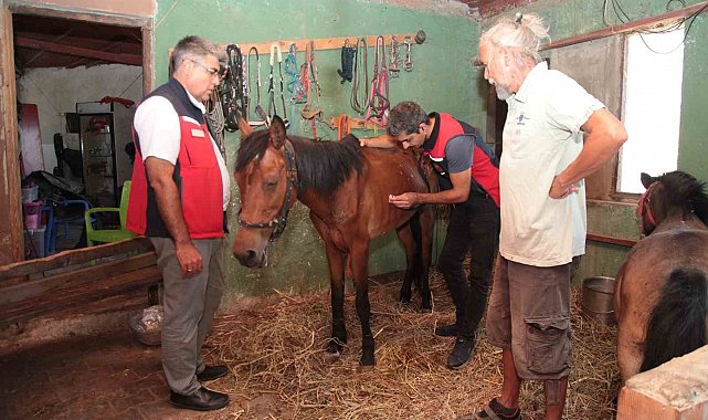 Çanakkale'deki yangınlarda mahsur kalan hayvanlara sağlık taraması