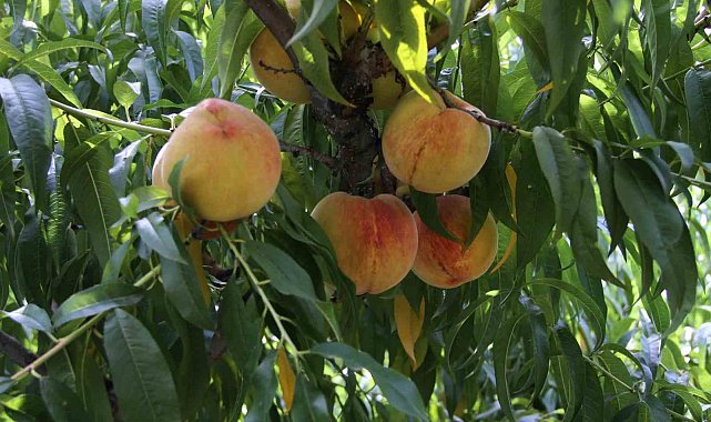 Çarşamba şeftalisinde hasat zamanı