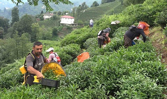 ÇAYKUR Genel Müdürü Alim: "Çay üreticileri de mağduriyetin kendilerinden olduğunun farkında"