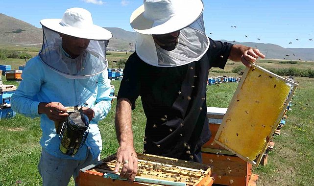 Coğrafi işaretli balın hasadı başladı; kilosu 1500 TL'den satılıyor