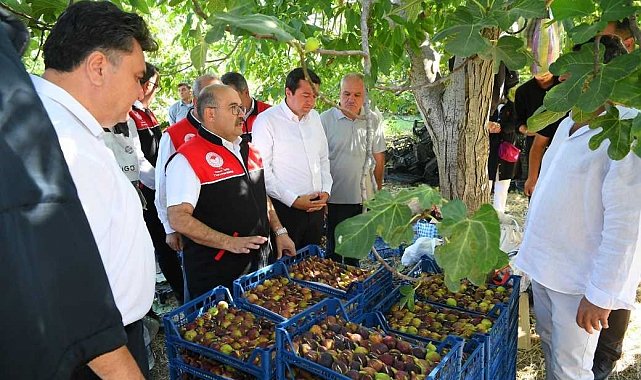 Coğrafi işaretli Havran siyah inciri hasadı başladı