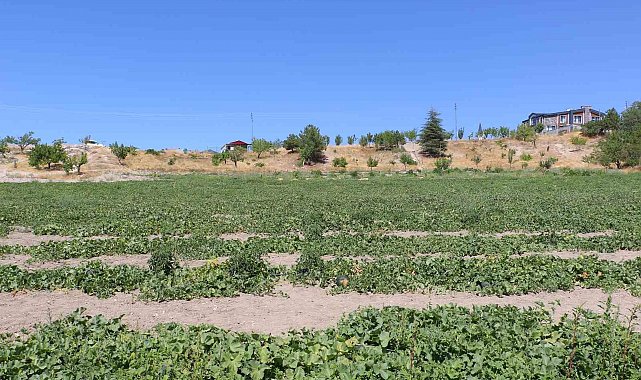 Coğrafi işaretli meşhur Kahramankazan kavunu yeniden sofralara dönüyor