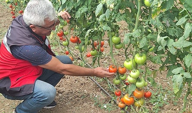 Coğrafi işaretli Simav Eynal domatesleriyle ilgili denetim çalışması