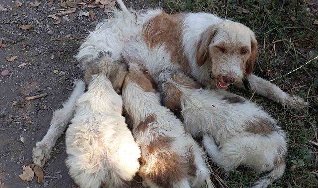 Çukura düşen köpeği itfaiye ekipleri kurtardı