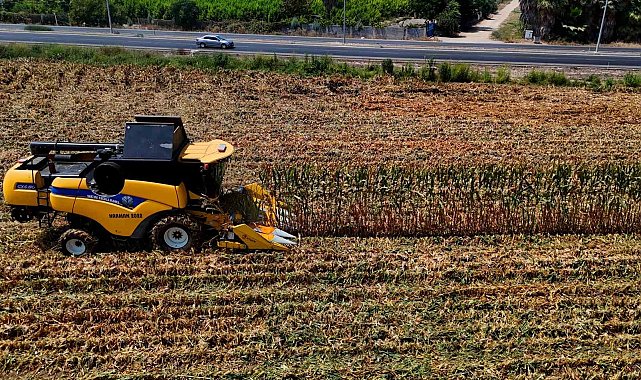 Çukurova'da mısır hasadı başladı: 1,5 milyon ton mısır rekolte bekleniyor
