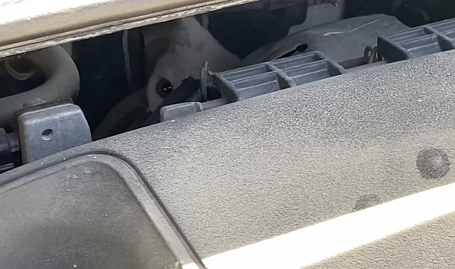 Dakikalarca mücadele vererek araç kaputundan miyavlama sesiyle kurtardığı yavru kedinin kendi kedisi olduğu ortaya çıktı