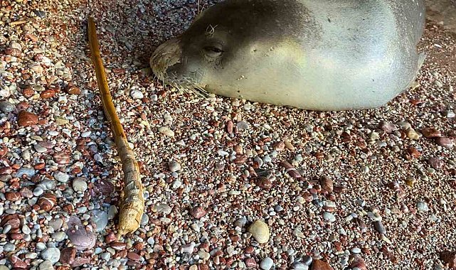 Datça'da karaya çıkan Akdeniz foku, koruma altına alındı