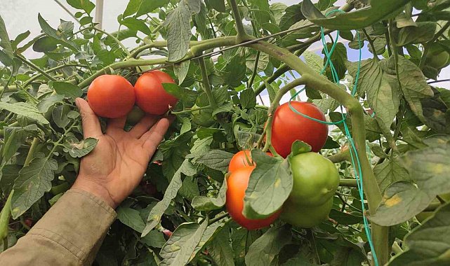 Dekarda 17 ton domates üreten çiftçinin yüzü güldü
