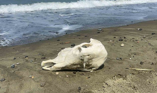 Denizden telef olmuş angus çıktı