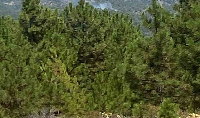 Denizli'de sarp arazide orman yangını başladı