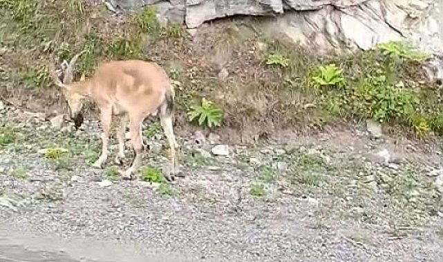 Dereli-Şebinkarahisar karayolunda sürücülere yaban keçisi sürprizi