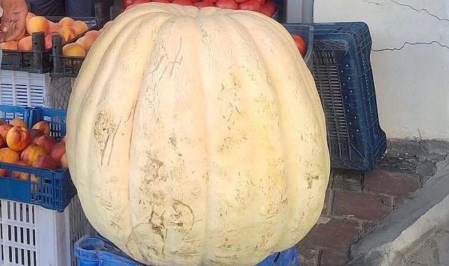 Devasa bal kabağını görenler şaştı kaldı