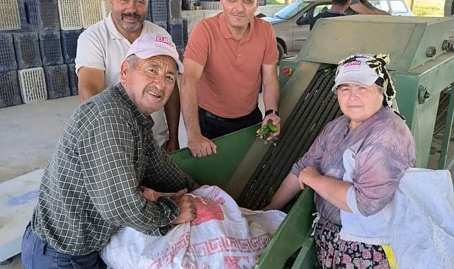 Dinar'da kornişon salatalık sezonu başladı