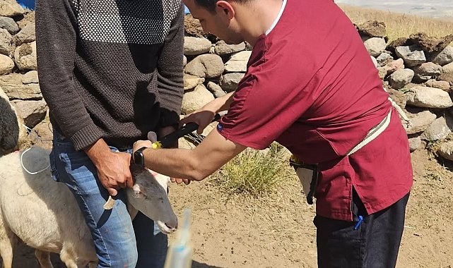Diyadin'de küçükbaş hayvanlara kimlik ve sağlık takibi