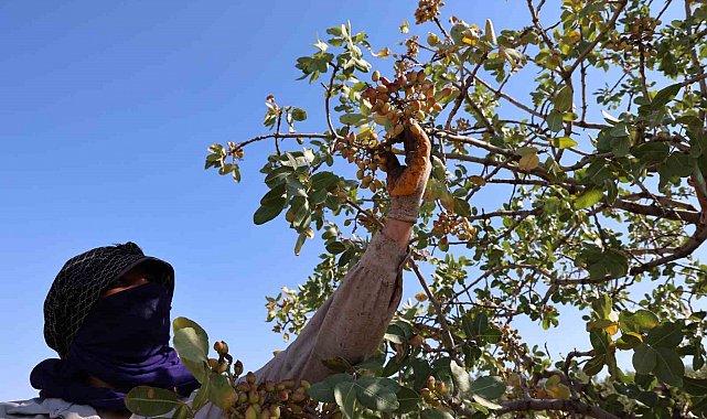 Diyarbakır'da 'Yeşil altın'ın hasadına başlandı