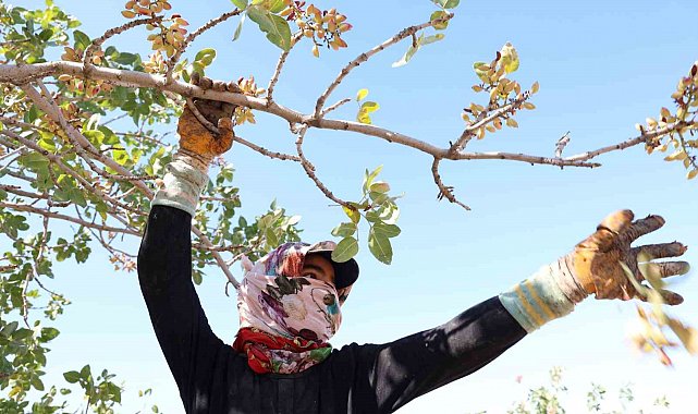 Diyarbakır'da mevsimlik işçilerin sıcak havada fıstık hasadı devam ediyor