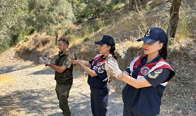 Doğa koruma faaliyetinde 25 bıldırcın ve 21 keklik ele geçirildi